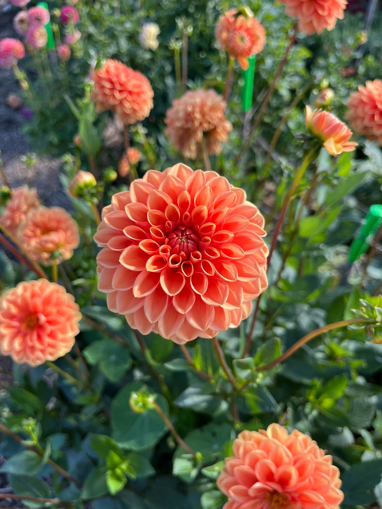 Rossendale Peach