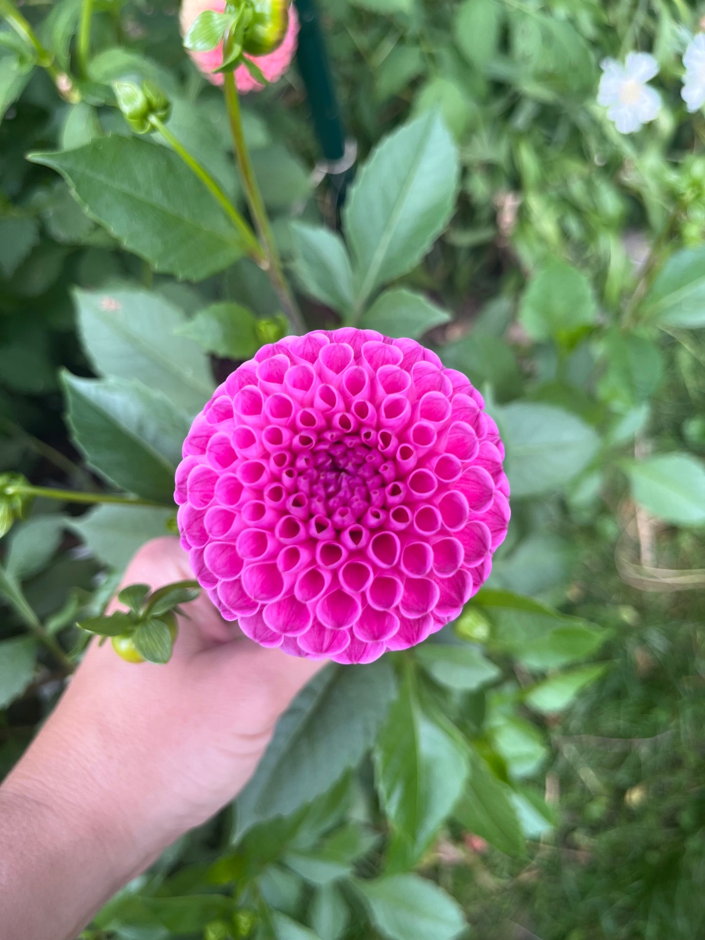 Bloomquist Refreshing