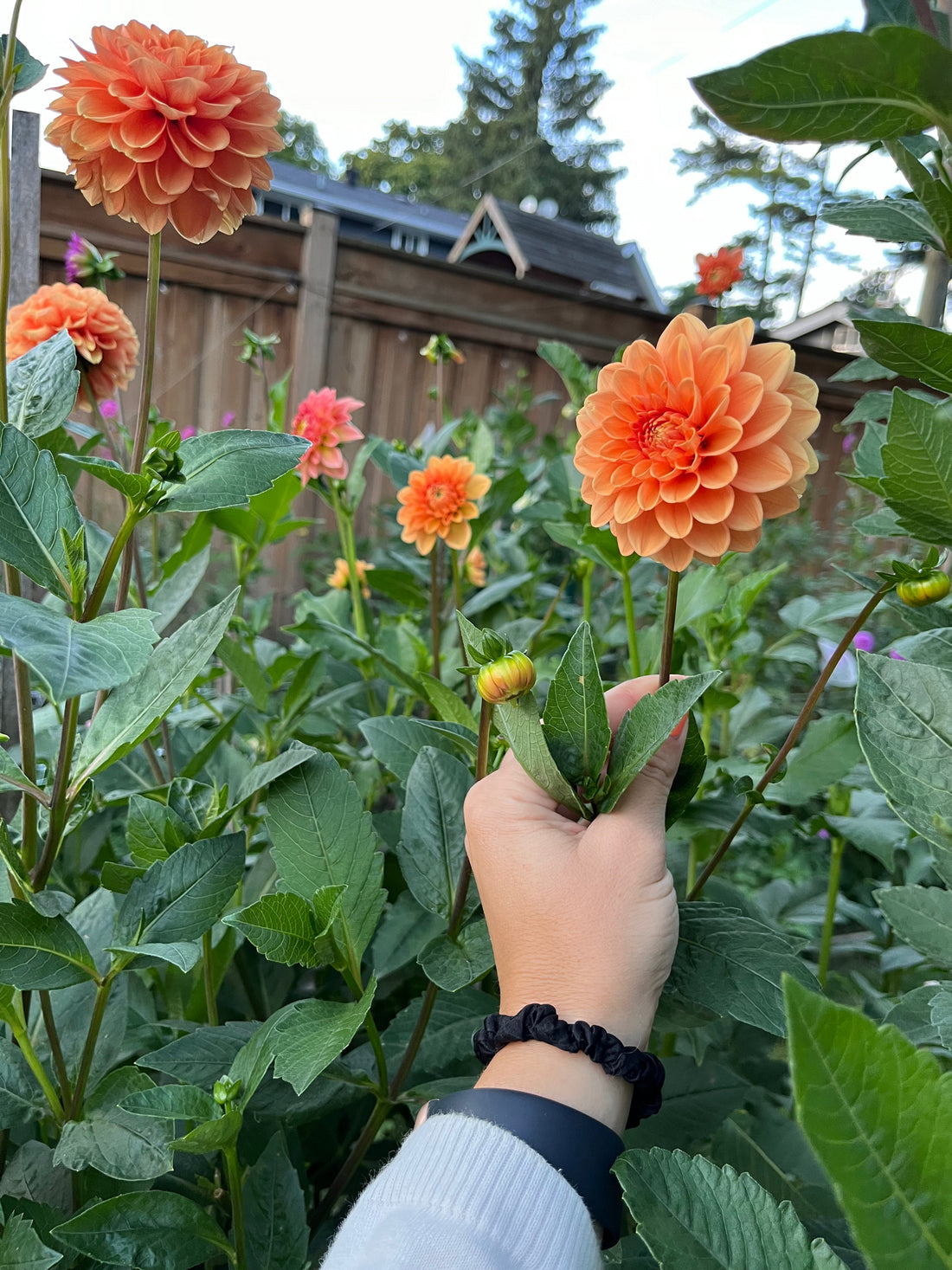 How to plant your dahlias in the garden