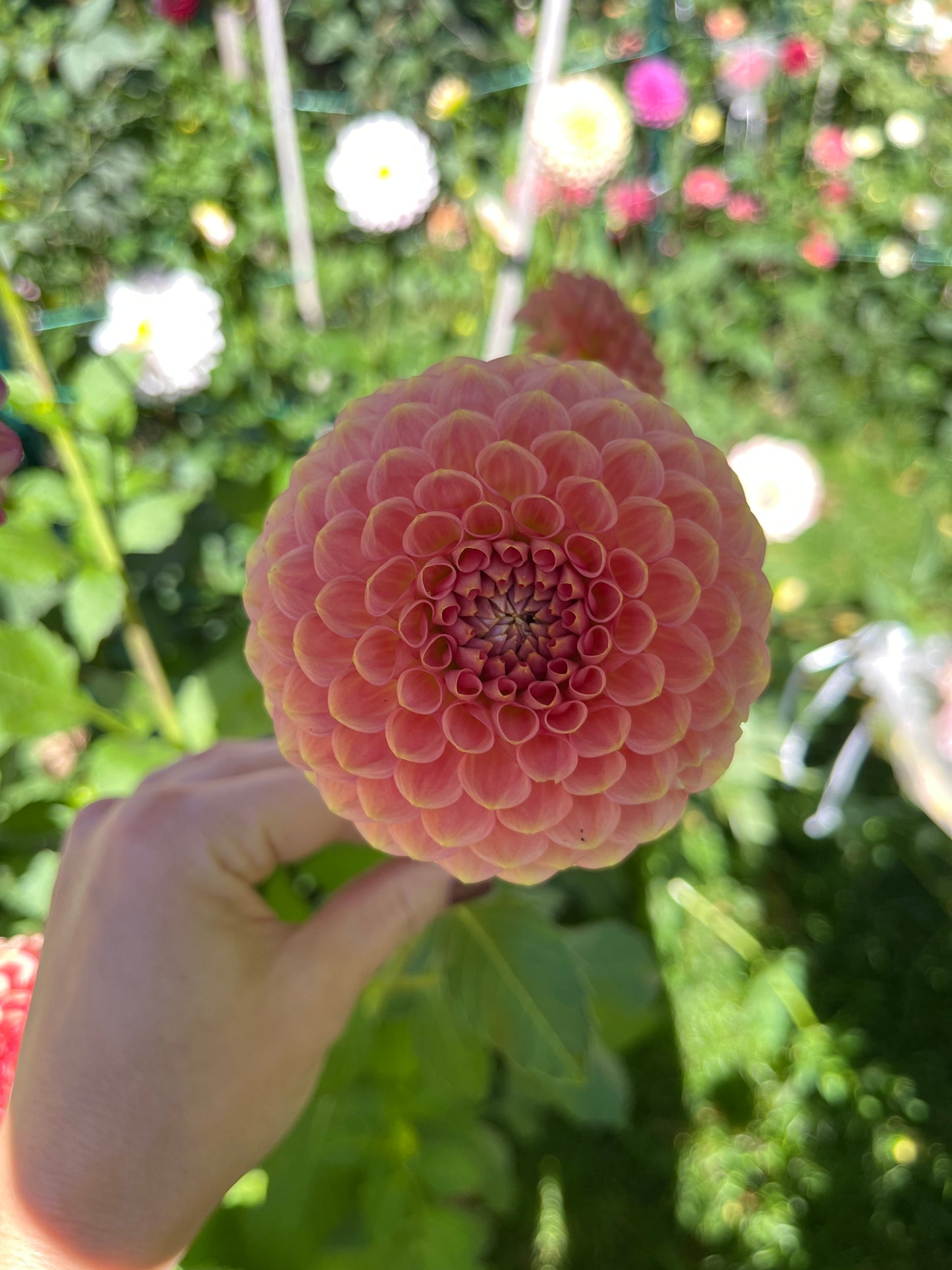 20th Ave Softer Peach