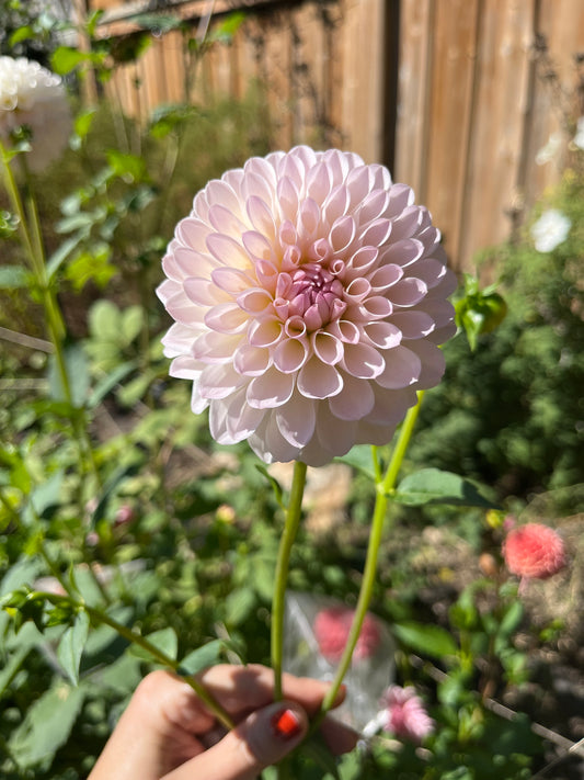 Tahoma Stellar Fellar