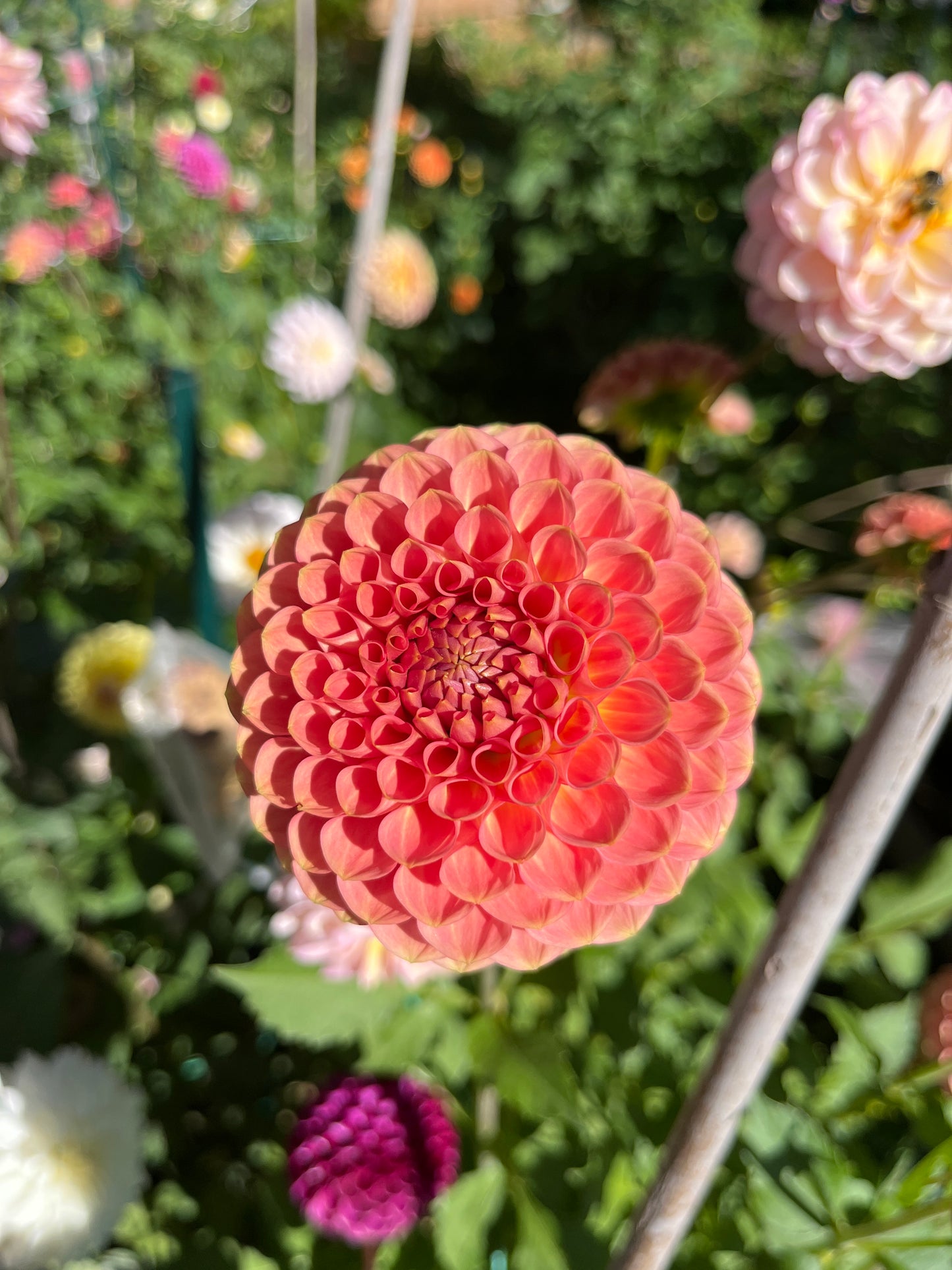 20th Ave Softer Peach