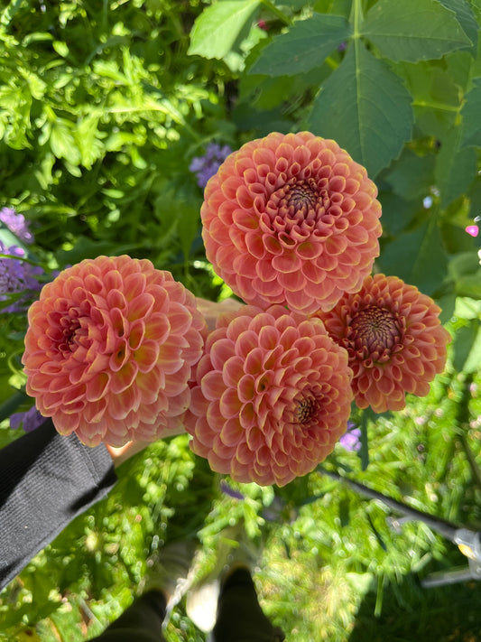 20th Ave Softer Peach