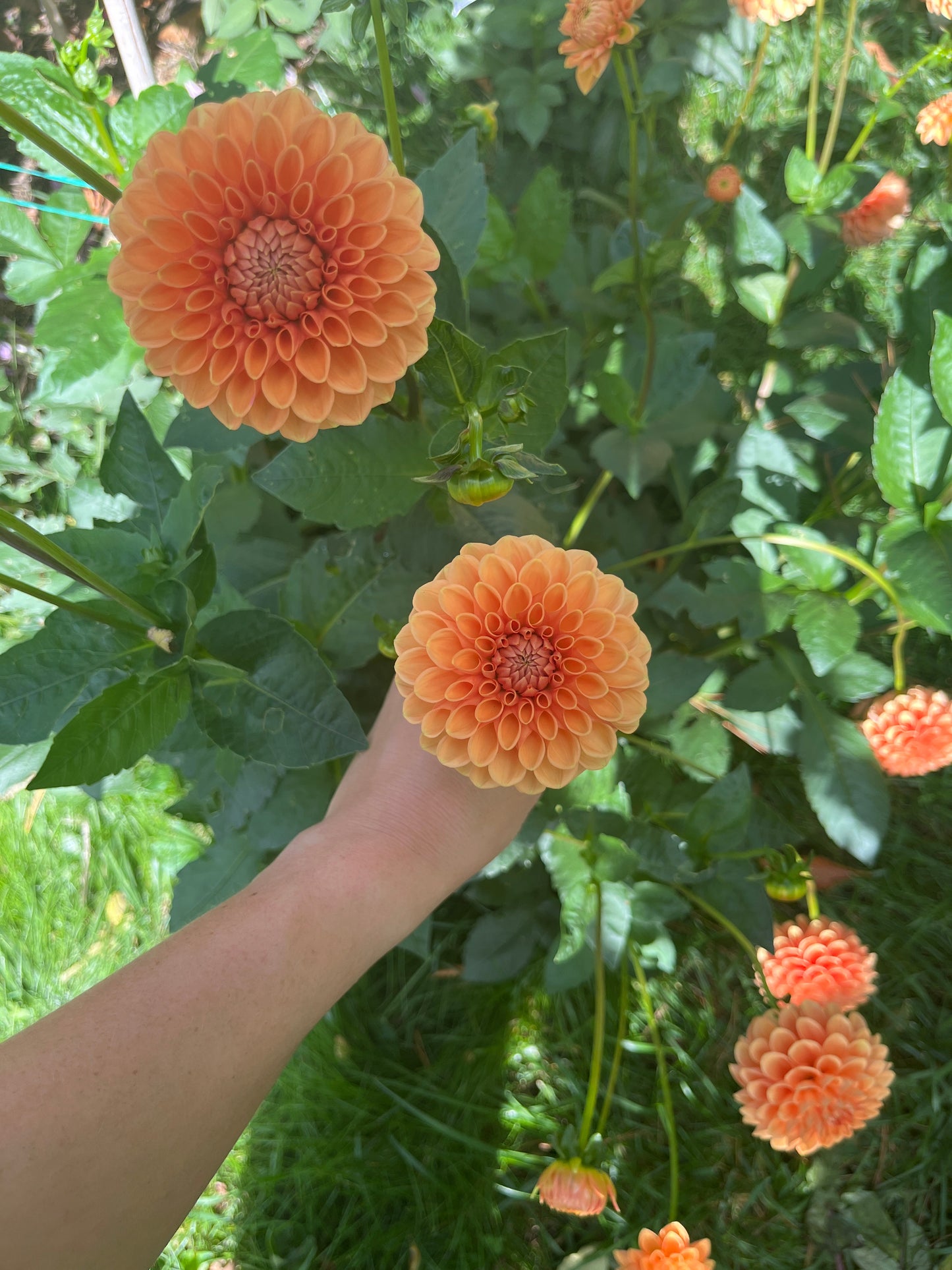 20th Ave Softer Peach